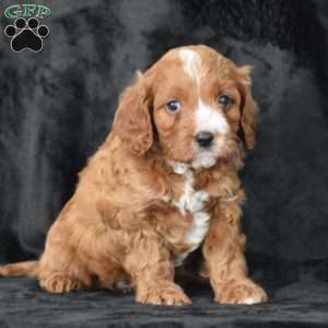 Clifford, Cavapoo Puppy